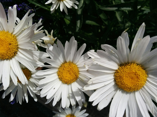 daisies