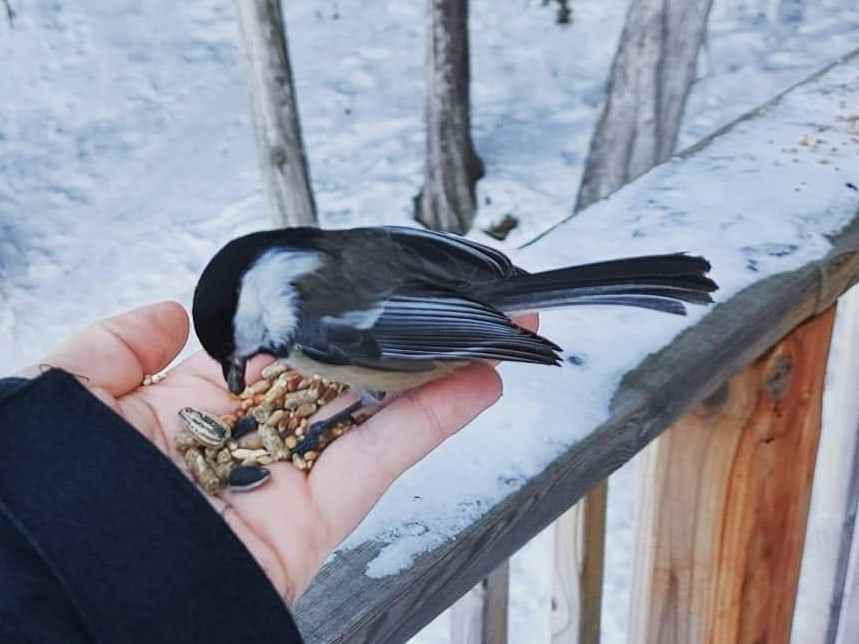 bird feeding from hand