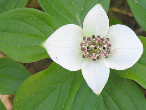 dogwood flower