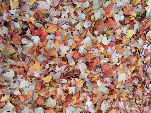 fall leaves