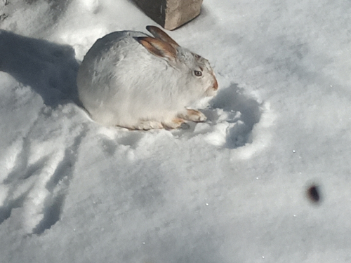 hare in snow