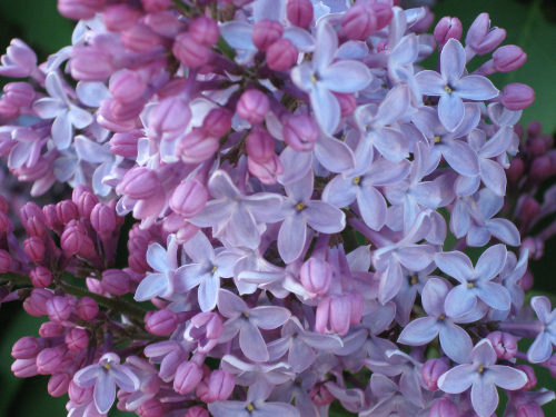 lilacs
