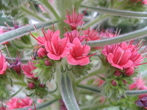 pink buds on green stems