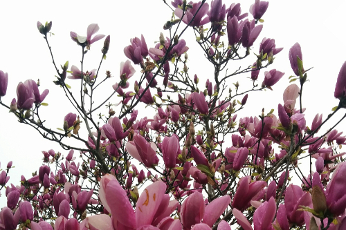 purple flowers budding