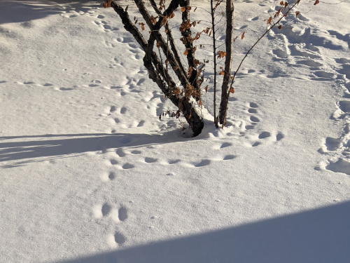 rabbit prints in snow