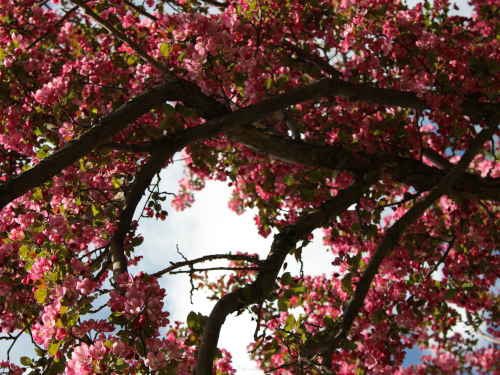 reddish pink blossoms in tree and sky