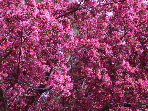 reddish blossoms