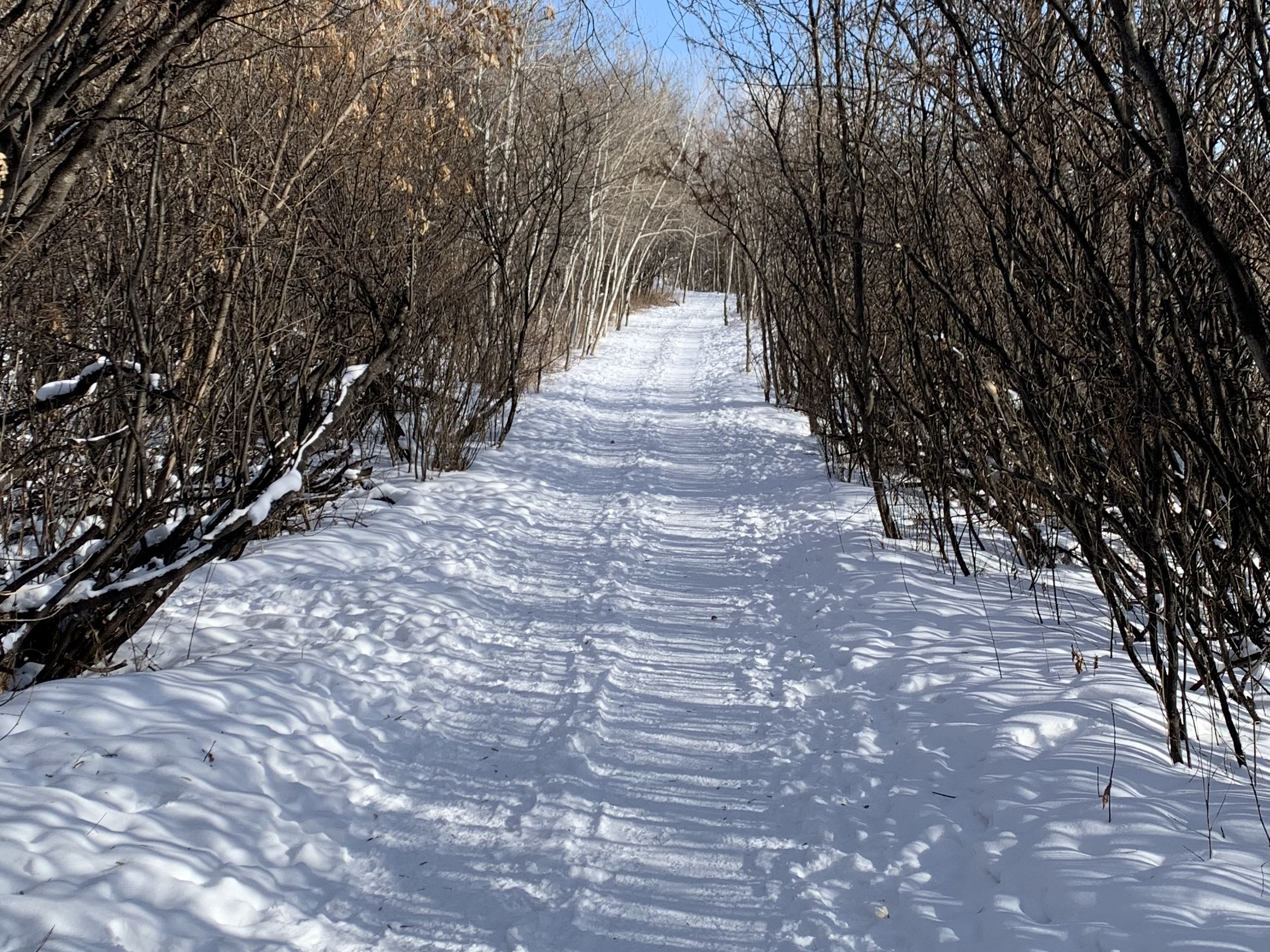 trail in winter