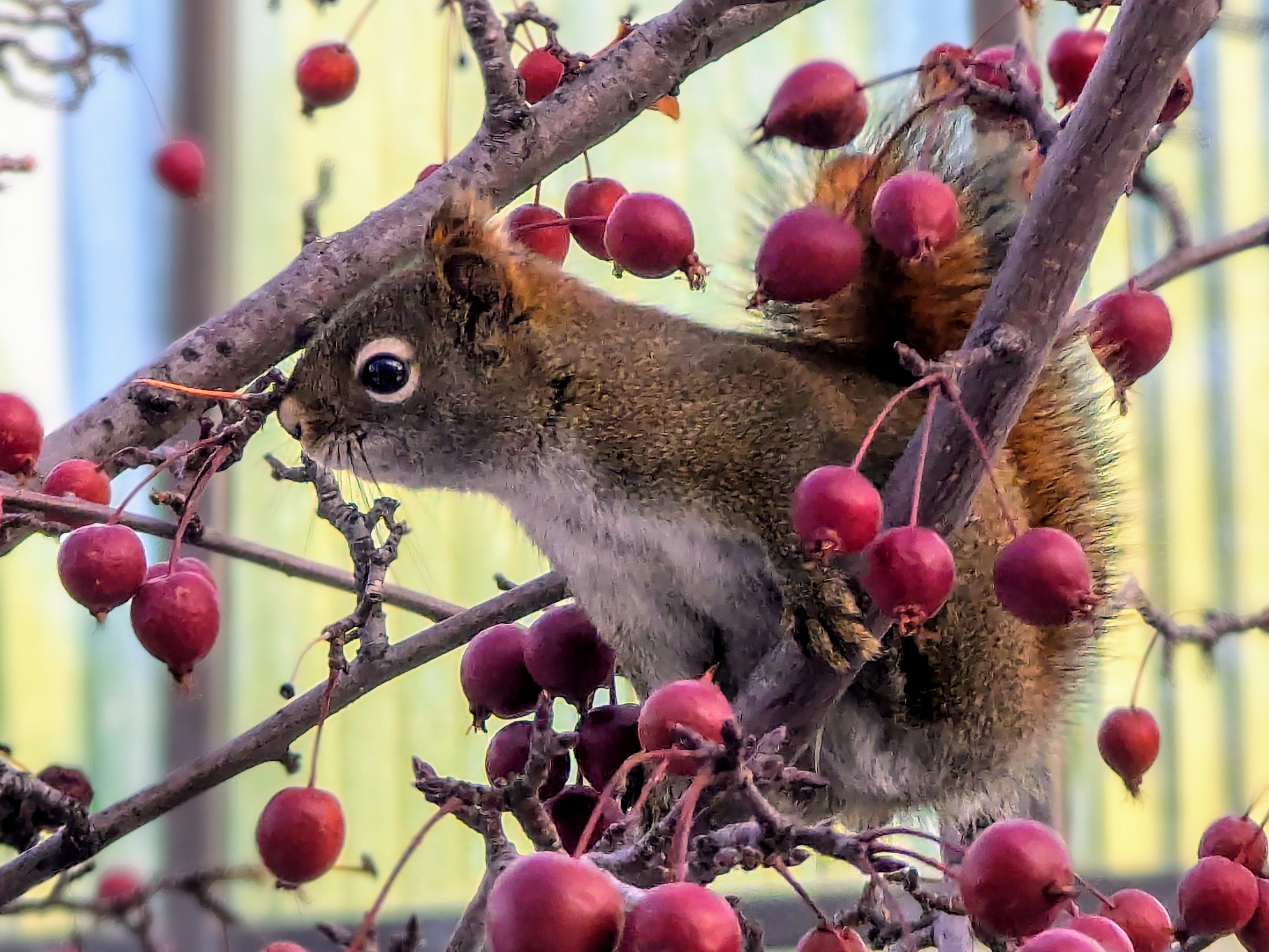 squirrel with mountain ash berries