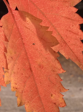 red fall leaf