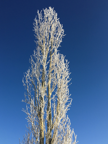 frosty tree