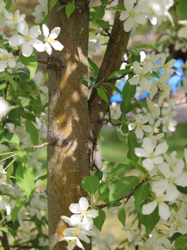 white blossoms on a tree