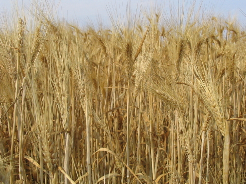 wheat on the prairies