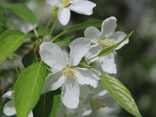 white blossoms on tree