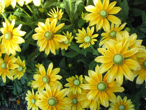 yellow daisies