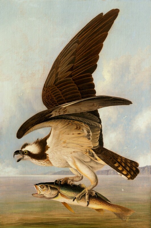 John James Audubon | 'Osprey and Weakfish', 1829